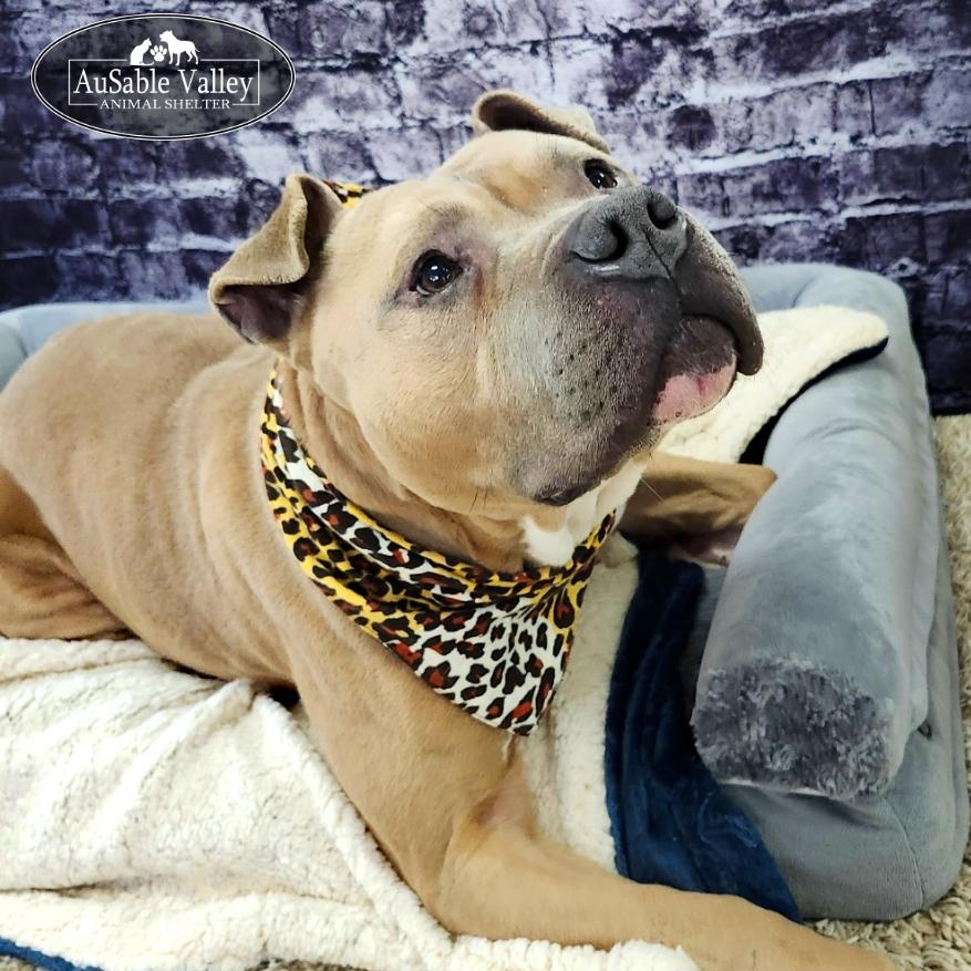 Enlarge Major, a Adoptable mixed breed in Grayling, MI image 2/6