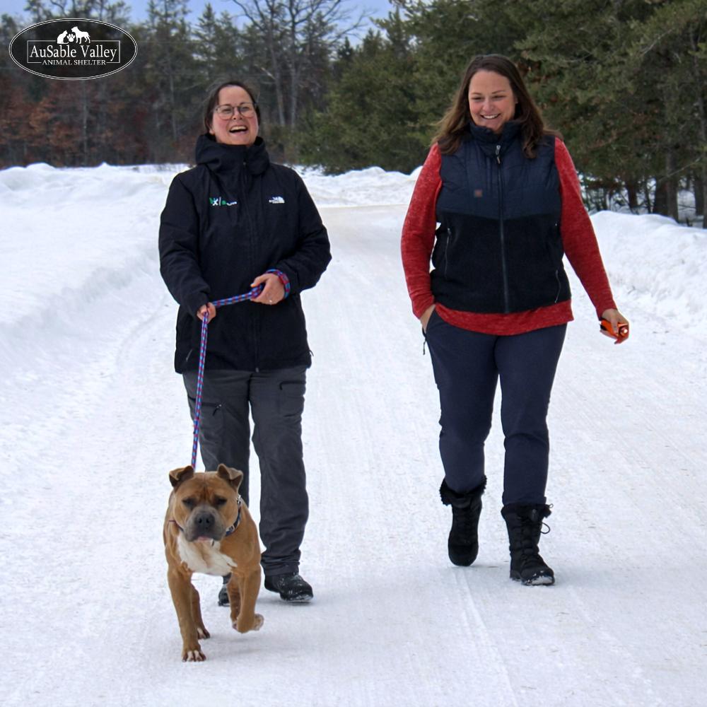 Enlarge Major, a Adoptable mixed breed in Grayling, MI image 5/6