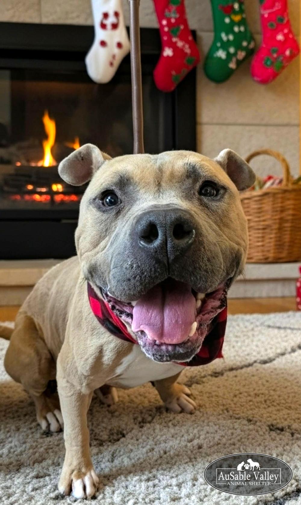 Major, a Adoptable mixed breed in Grayling, MI image 6/6