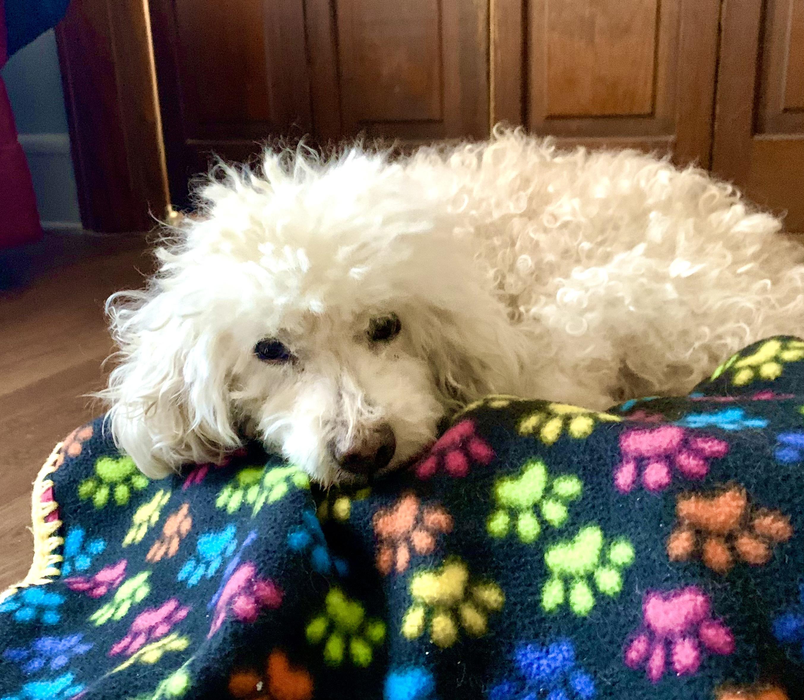 Daisy, Adoptable, Senior Female Poodle & Maltese.
