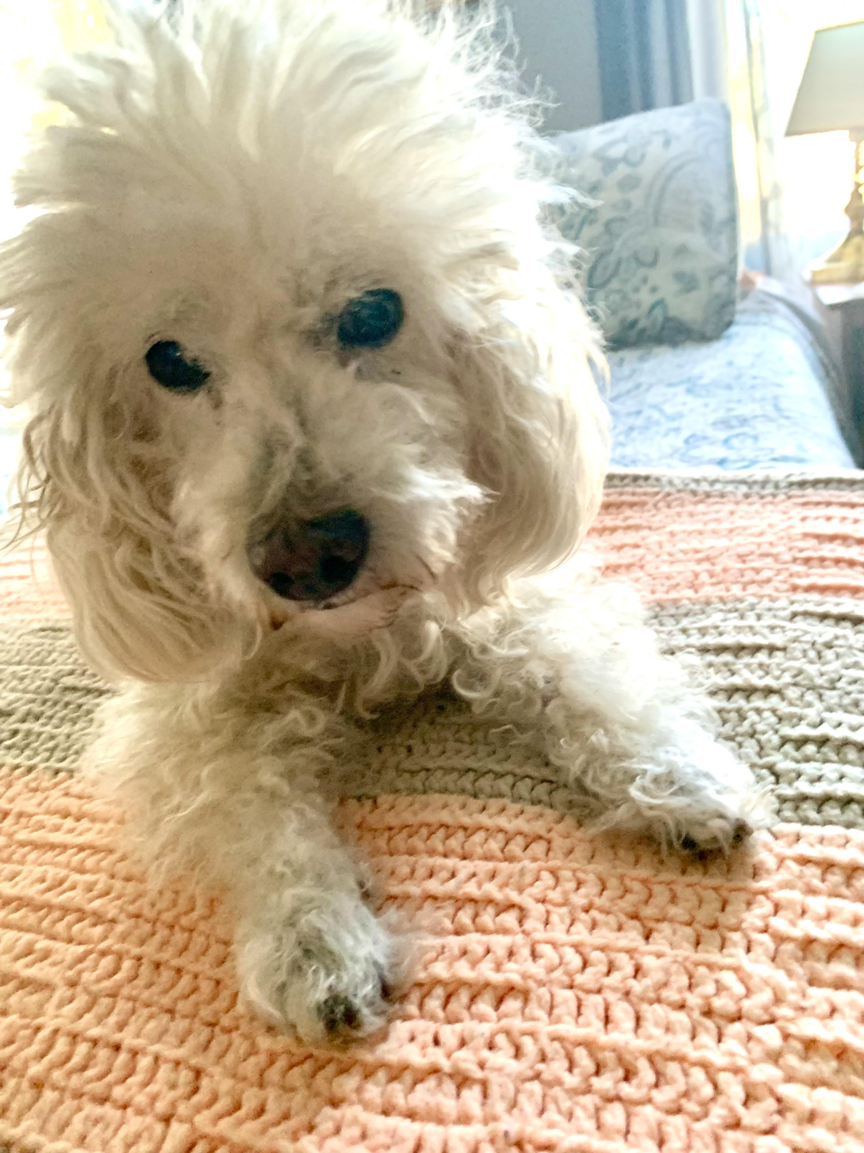 Enlarge Daisy, a Adoptable mixed breed in Warren, NJ image 3/5