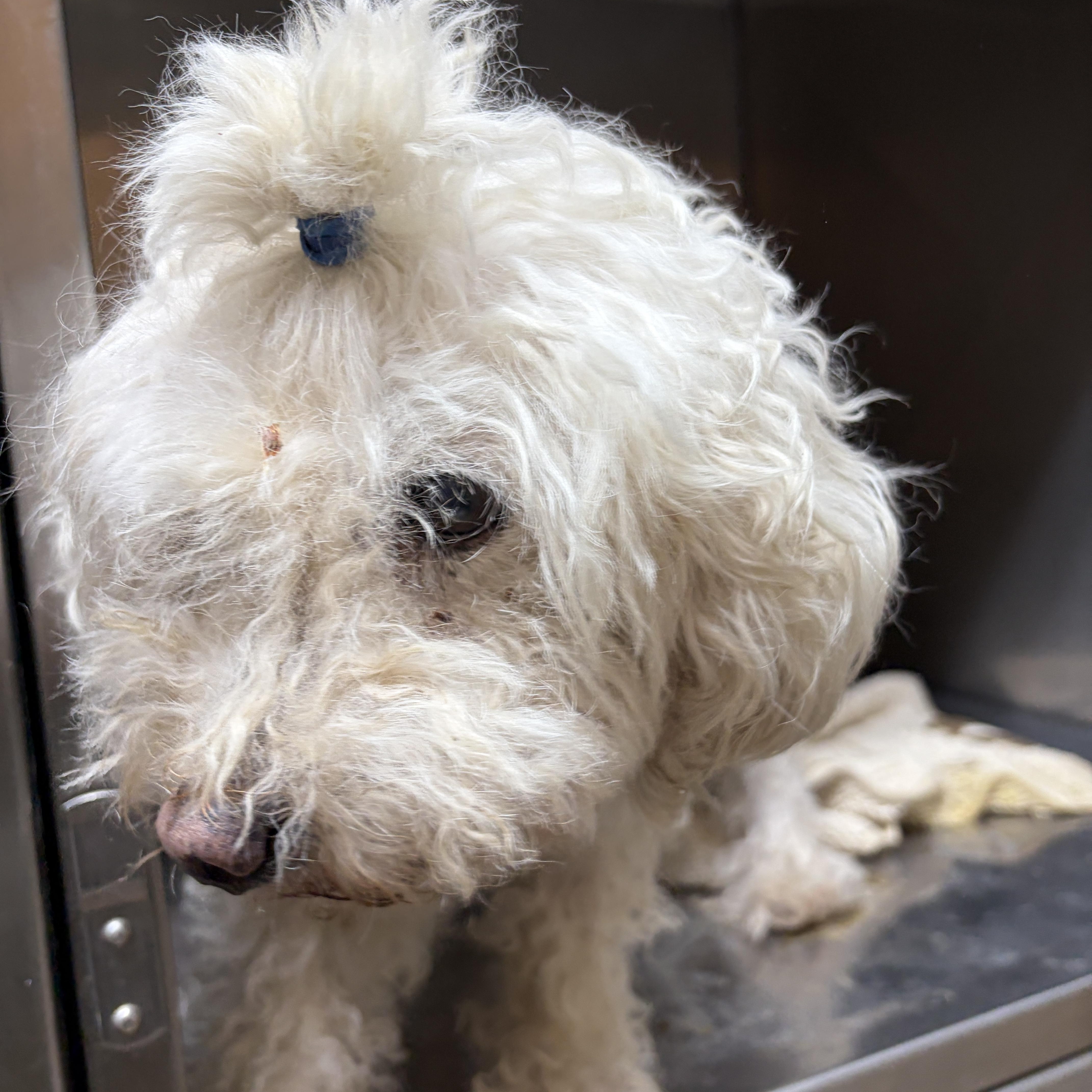 Enlarge Daisy, a Adoptable mixed breed in Warren, NJ image 5/5