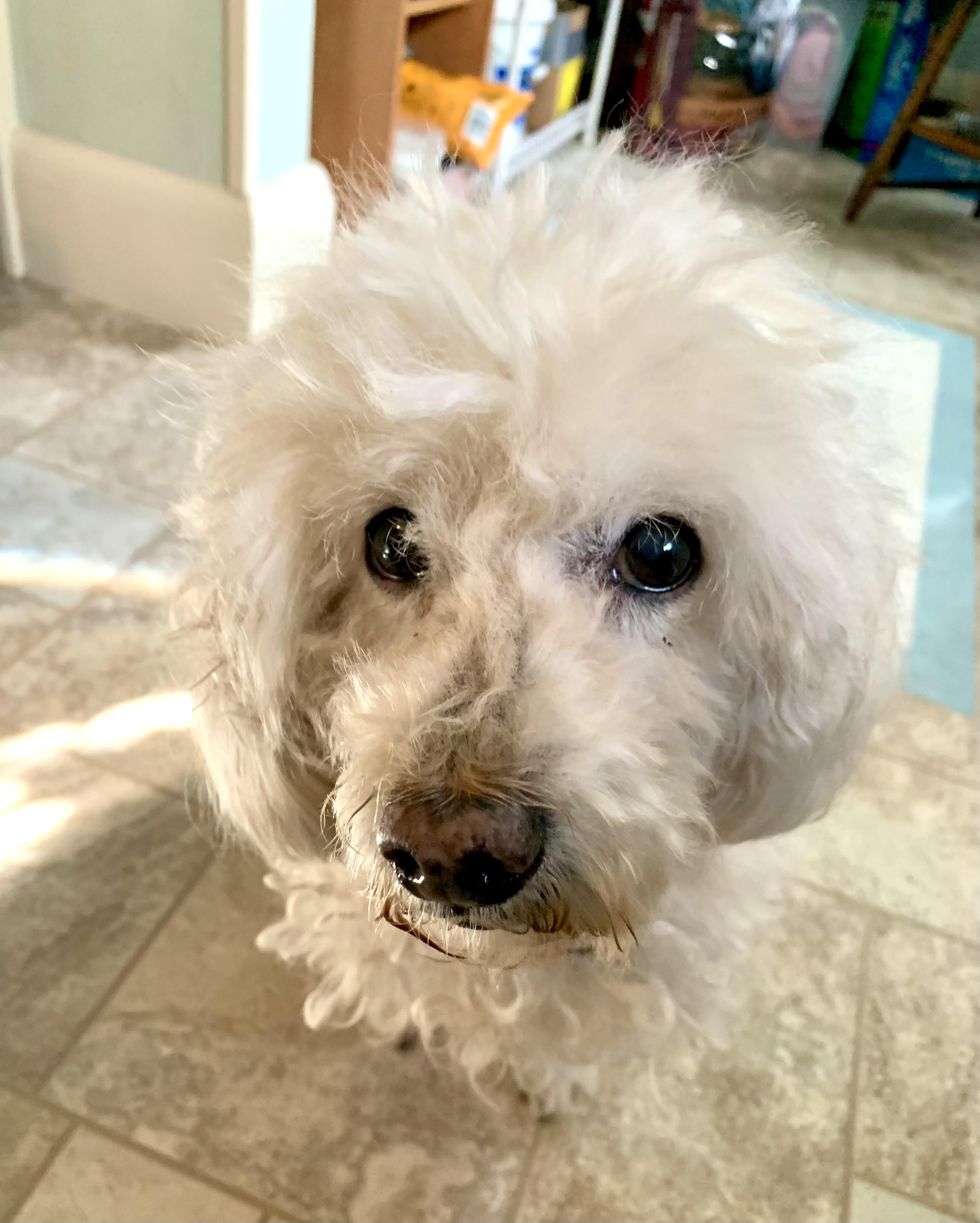Enlarge Daisy, a Adoptable mixed breed in Warren, NJ image 4/5
