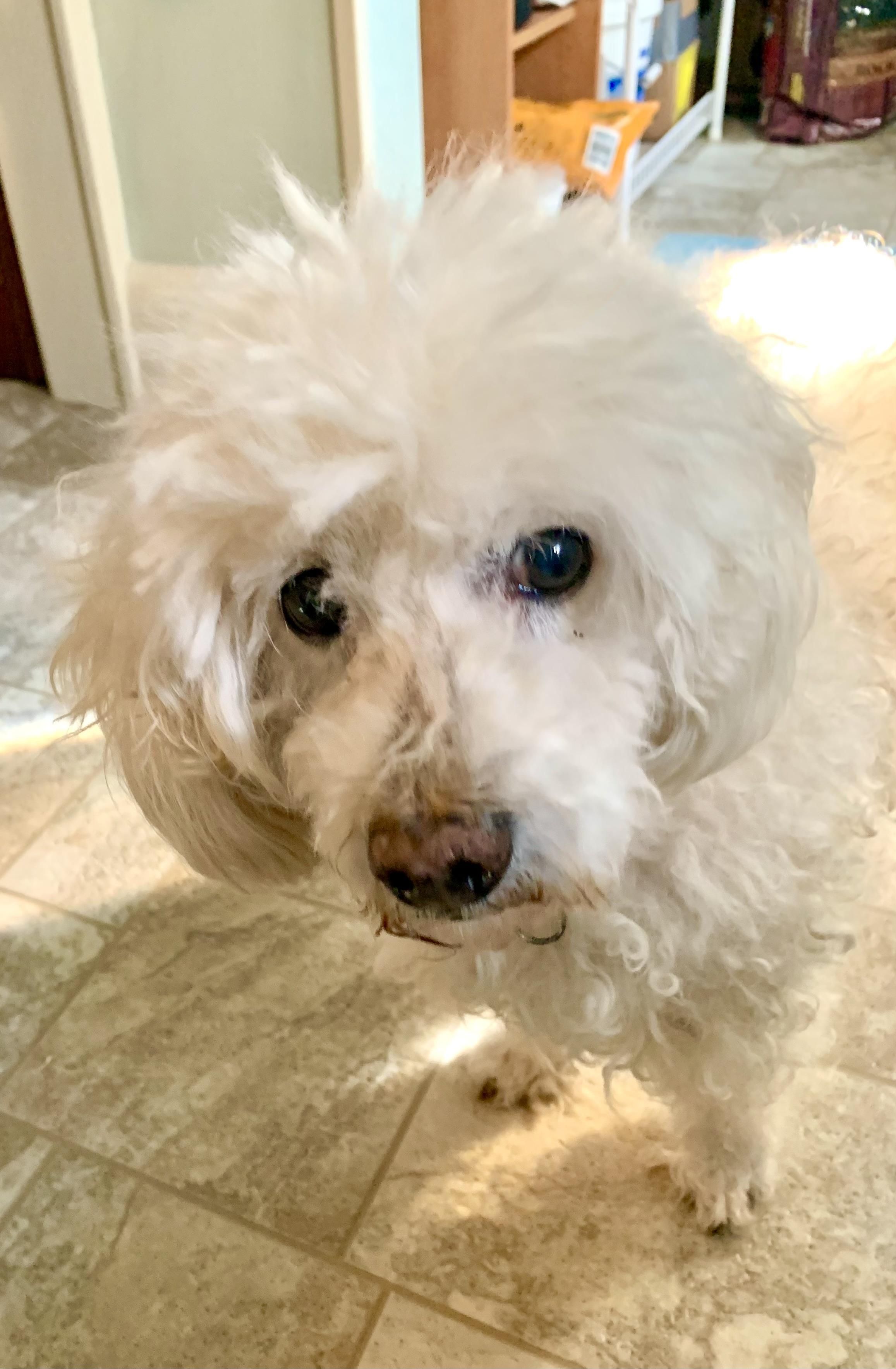 Enlarge Daisy, a Adoptable mixed breed in Warren, NJ image 2/5