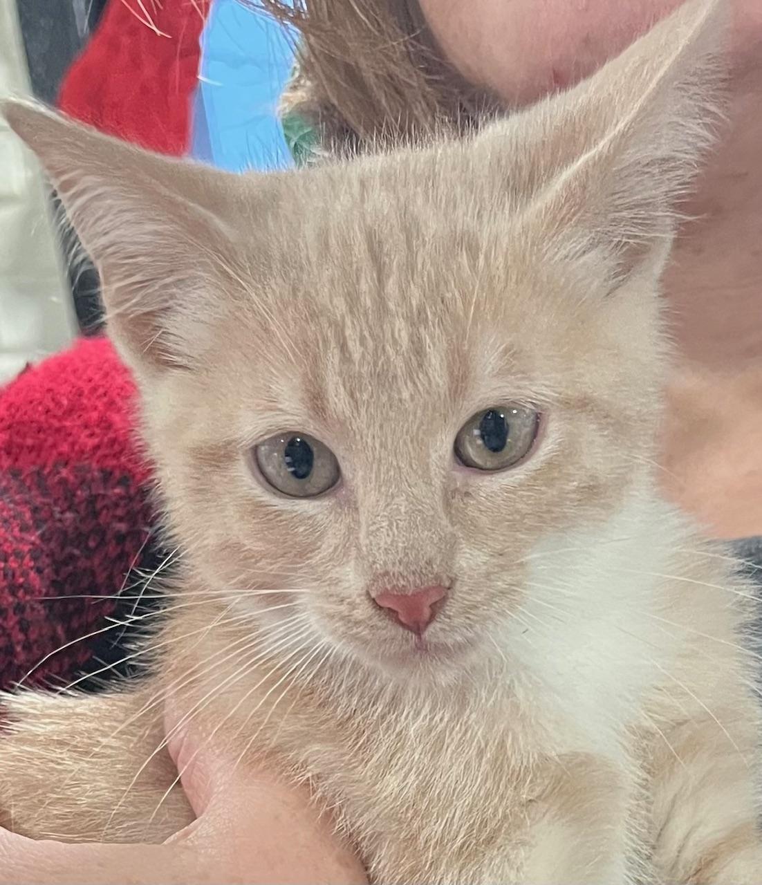 Enlarge Andy, an adopted Domestic Short Hair in Webster City, IA image 1/1