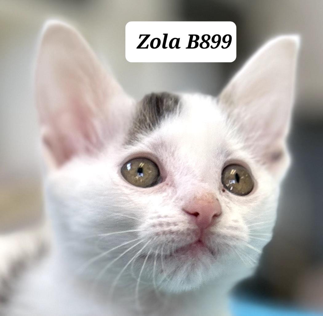 Enlarge Zola, a ADOPTABLE Domestic Short Hair in Morganton, NC image 1/1