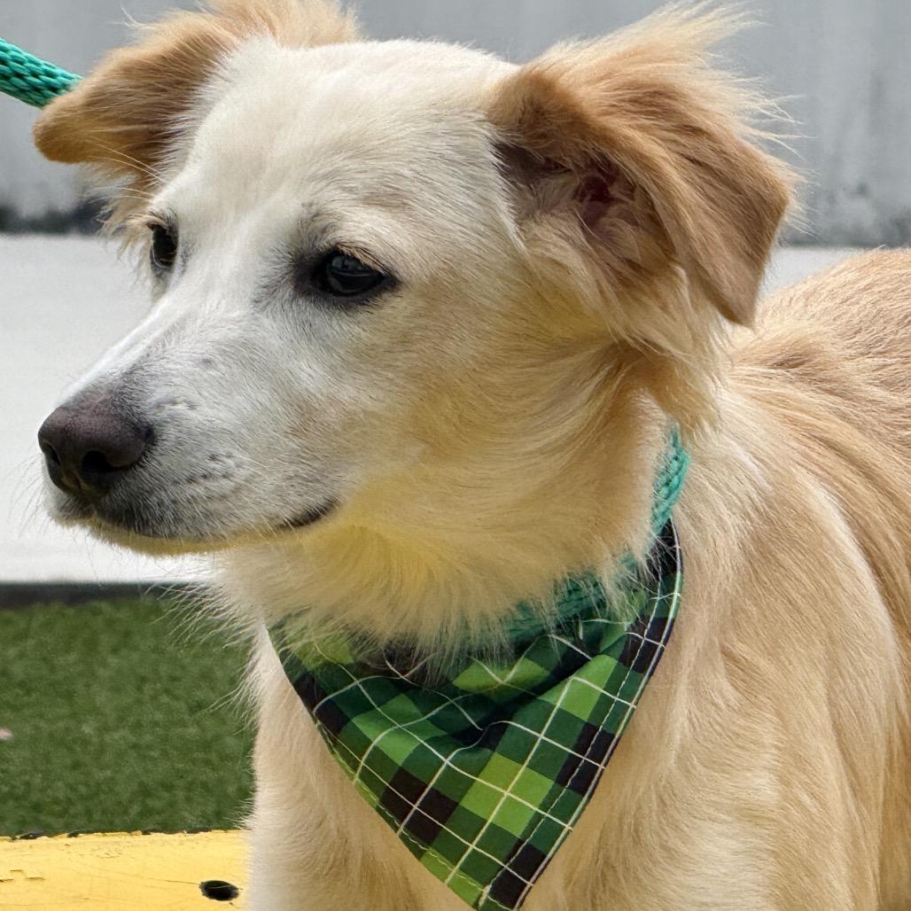 Enlarge Dexter, a Adoptable mixed breed in Austin, TX image 2/6