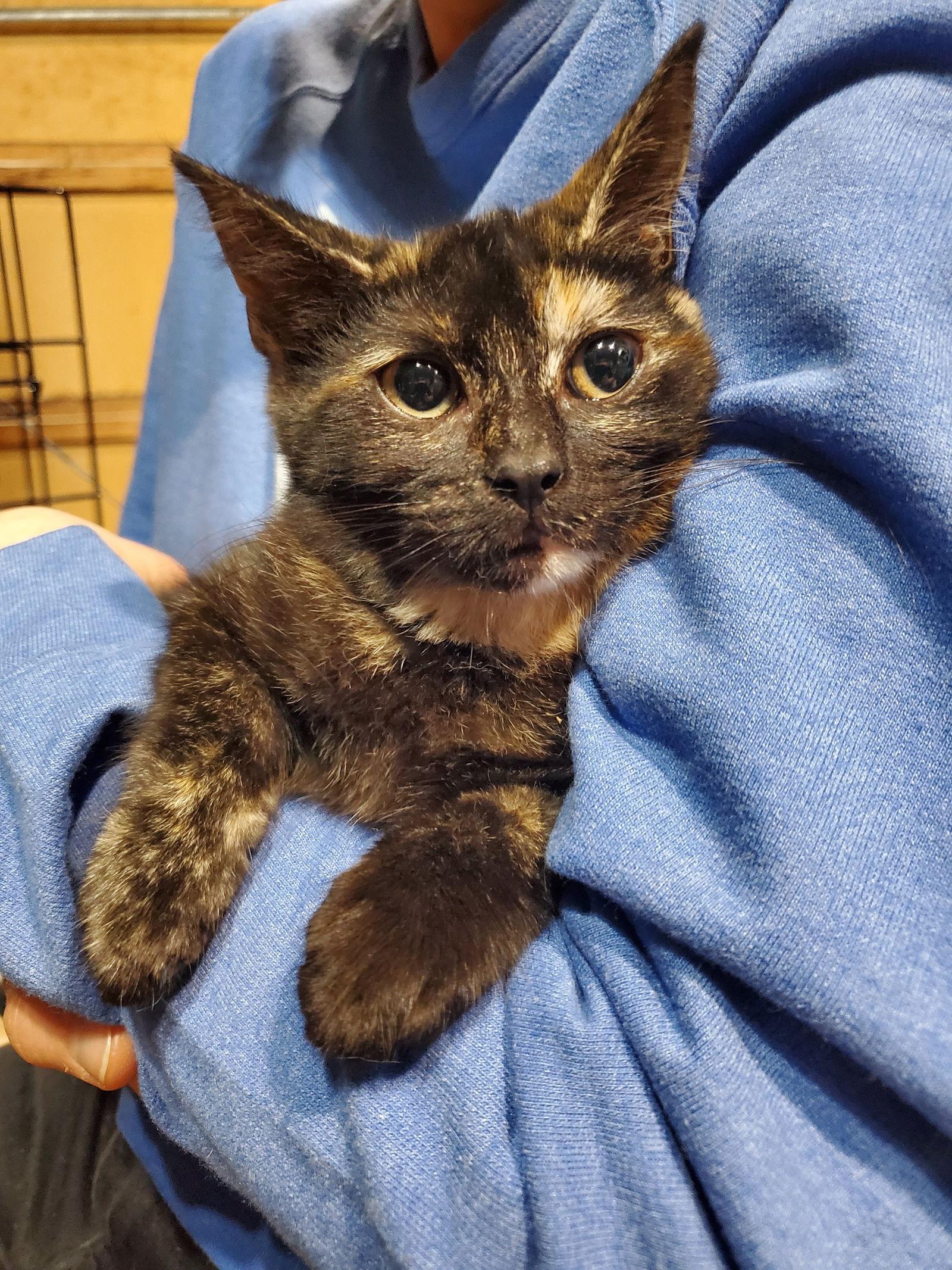 Twiggy (Bonded with Rupert), a Adoptable mixed breed in Flushing, NY image 1/3