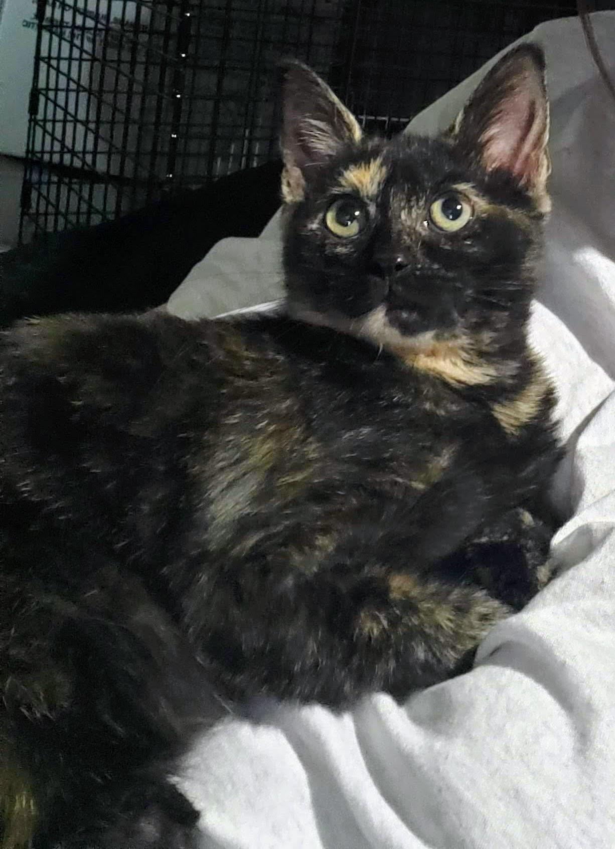 Twiggy (Bonded with Rupert), a Adoptable mixed breed in Flushing, NY image 3/3