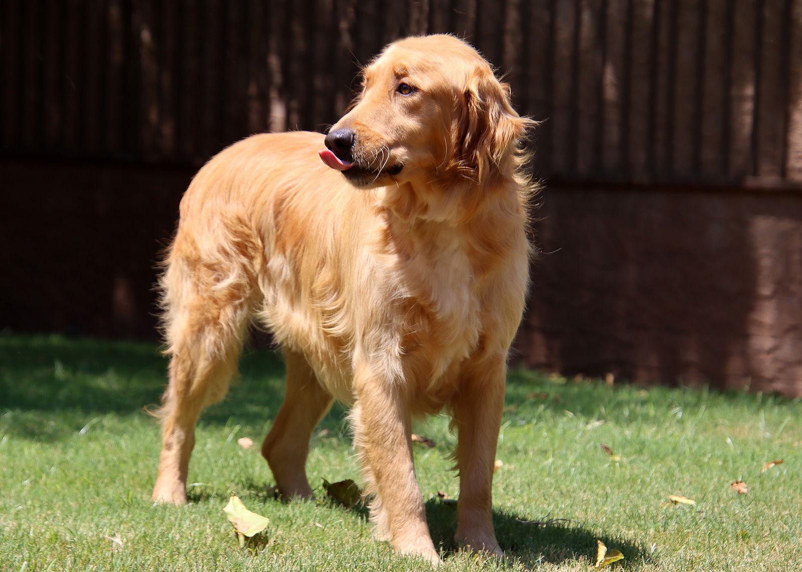 Jeff/Jack, Adopted, Young Male Golden Retriever.