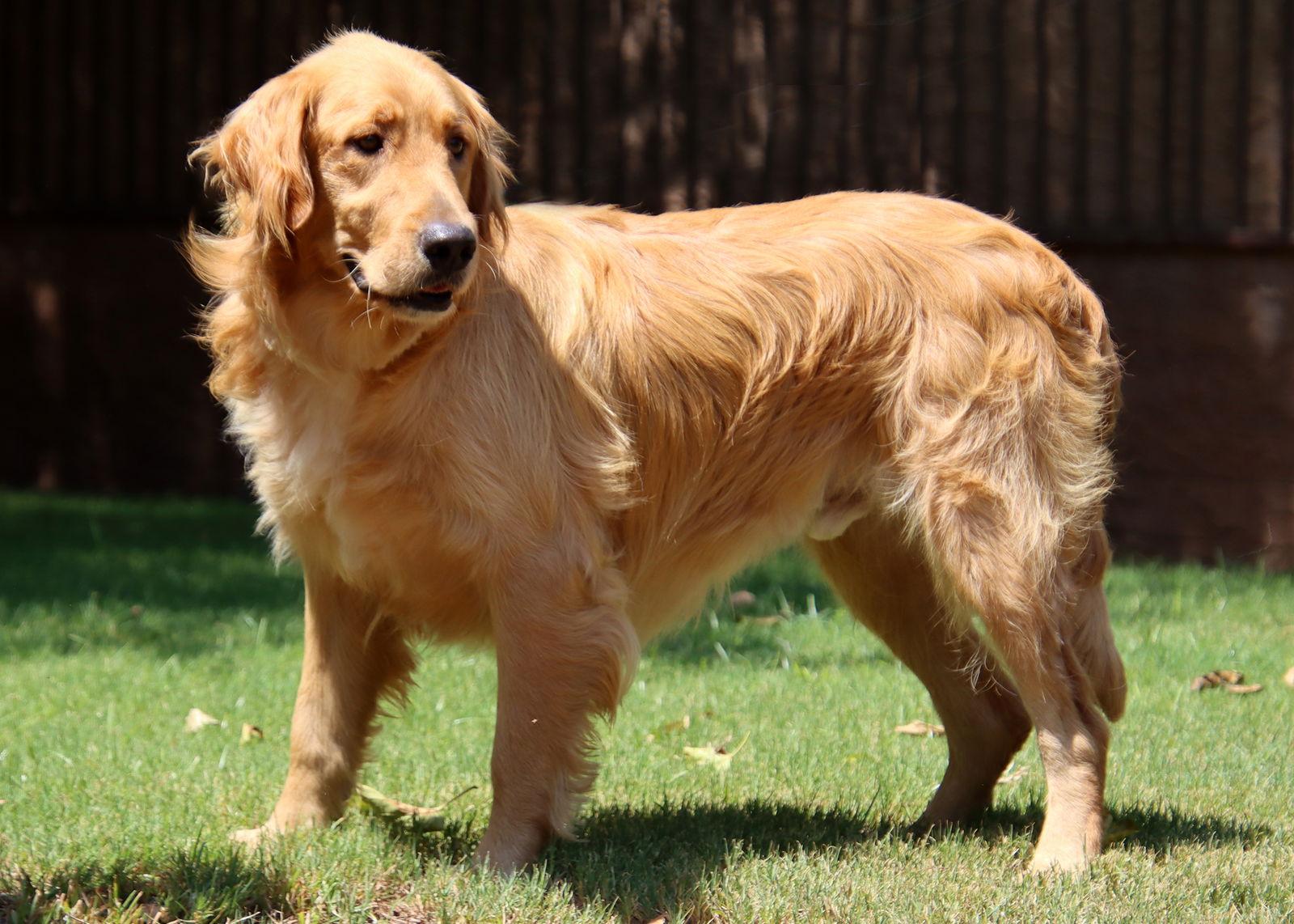 Enlarge Jeff/Jack, a Adopted Golden Retriever in Glendale, AZ image 2/3