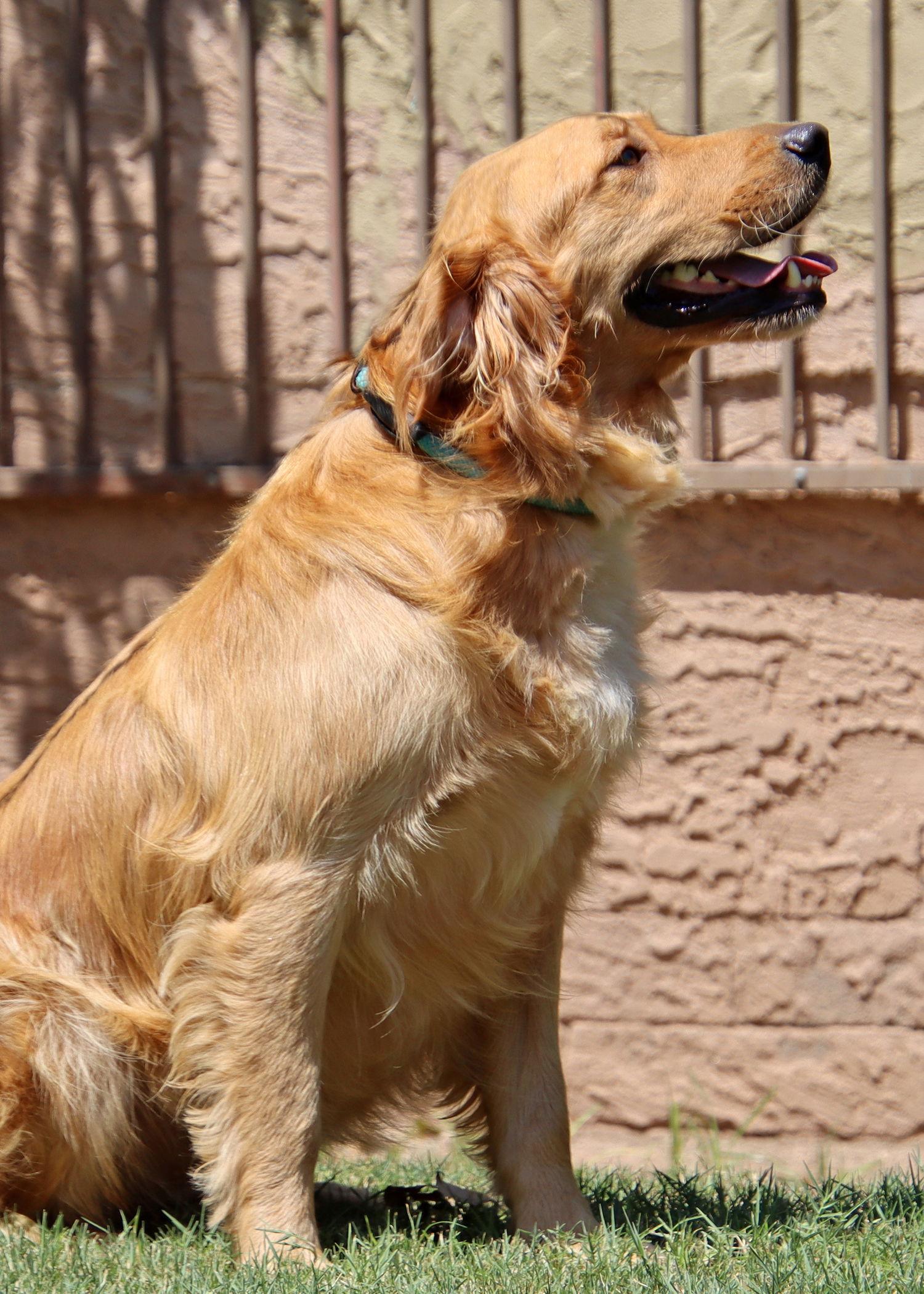 Enlarge Jeff/Jack, a Adopted Golden Retriever in Glendale, AZ image 3/3