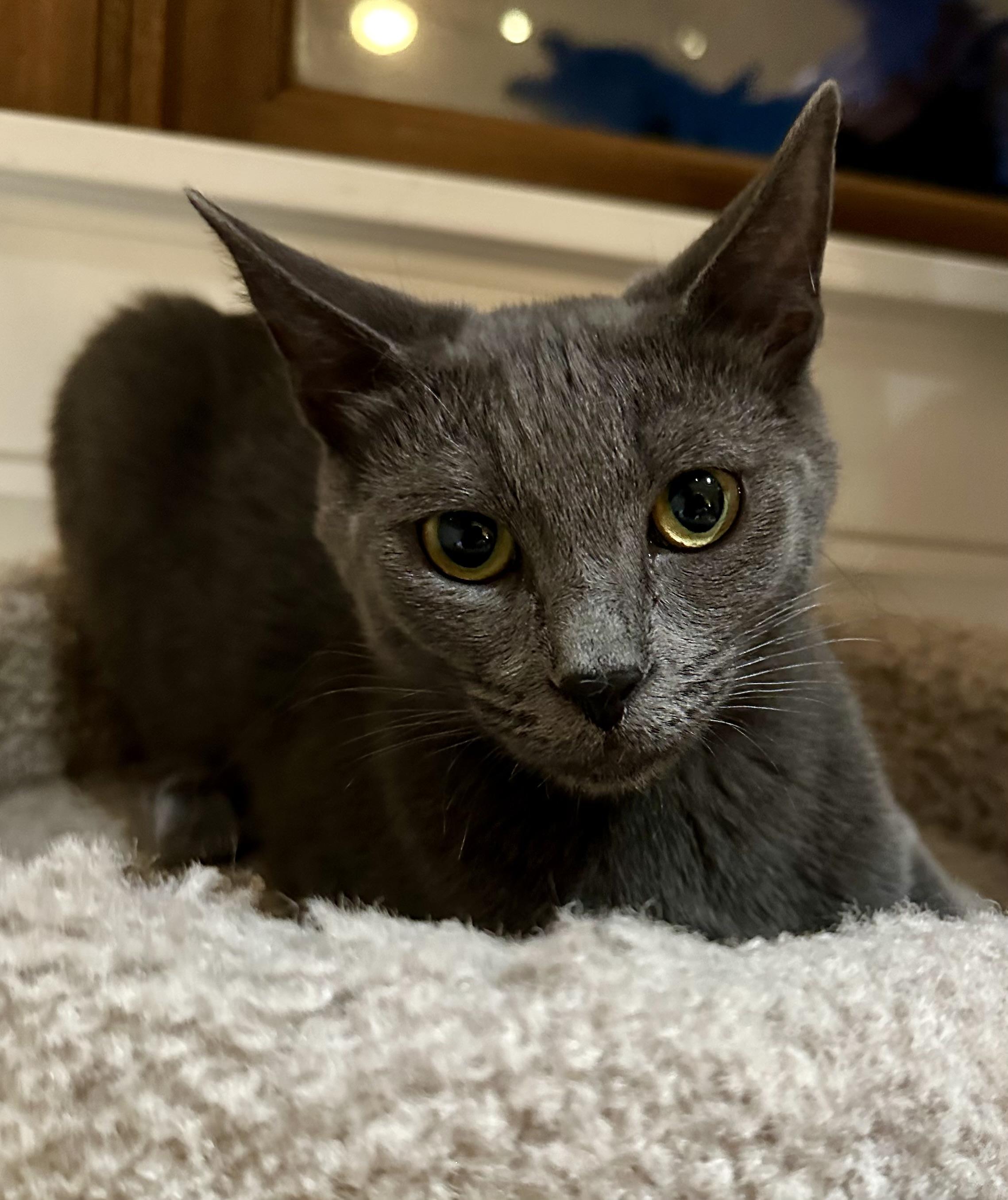 Maxwell, Young Male Domestic Short Hair