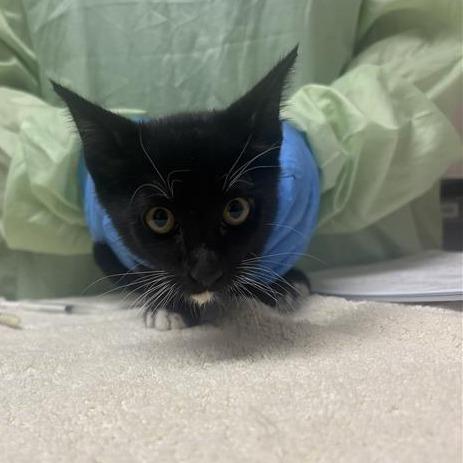 Pajamas, Adoptable, Kitten Male Domestic Short Hair.