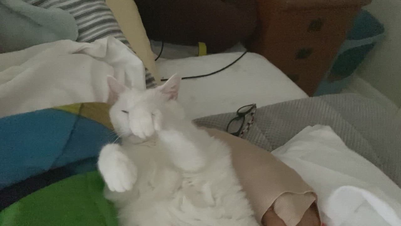 Enlarge MERRY, a Adopted Domestic Short Hair in Nashville, TN video 5/10