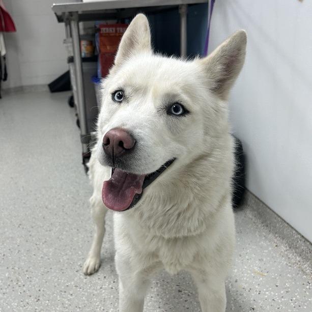 Penelope, Adoptable, Adult Female Husky.