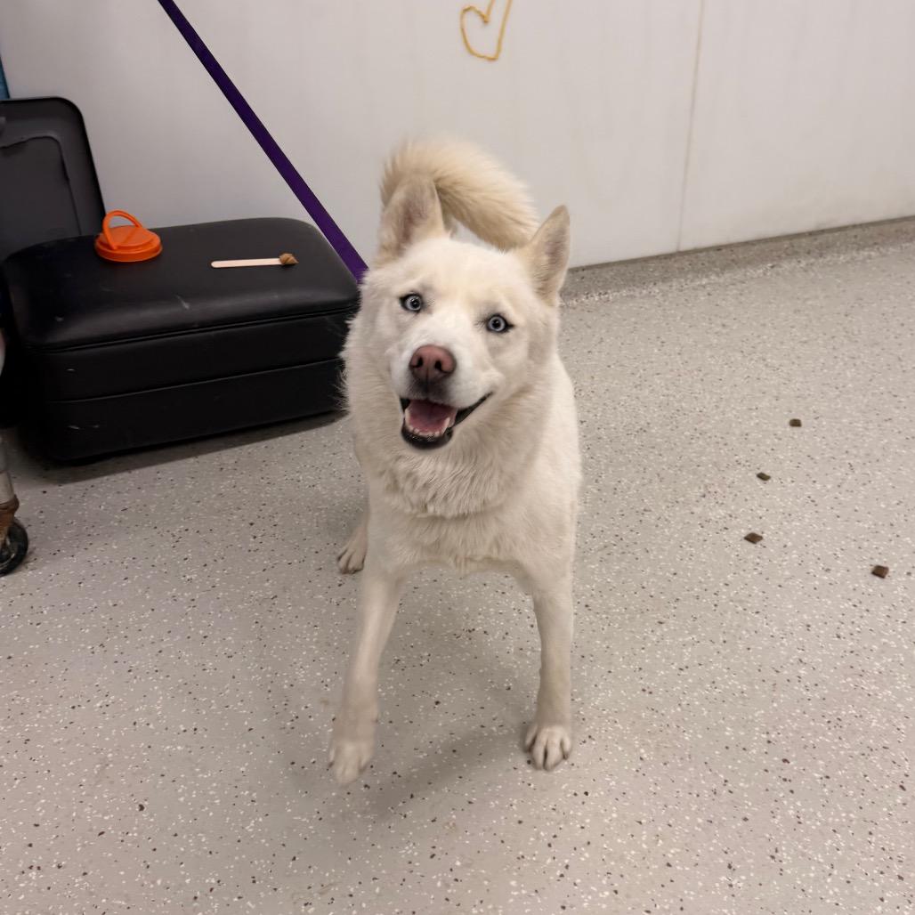 Enlarge Penelope, a Adoptable Husky in Indianapolis, IN image 2/3