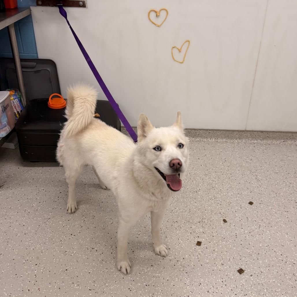 Enlarge Penelope, a Adoptable Husky in Indianapolis, IN image 3/3