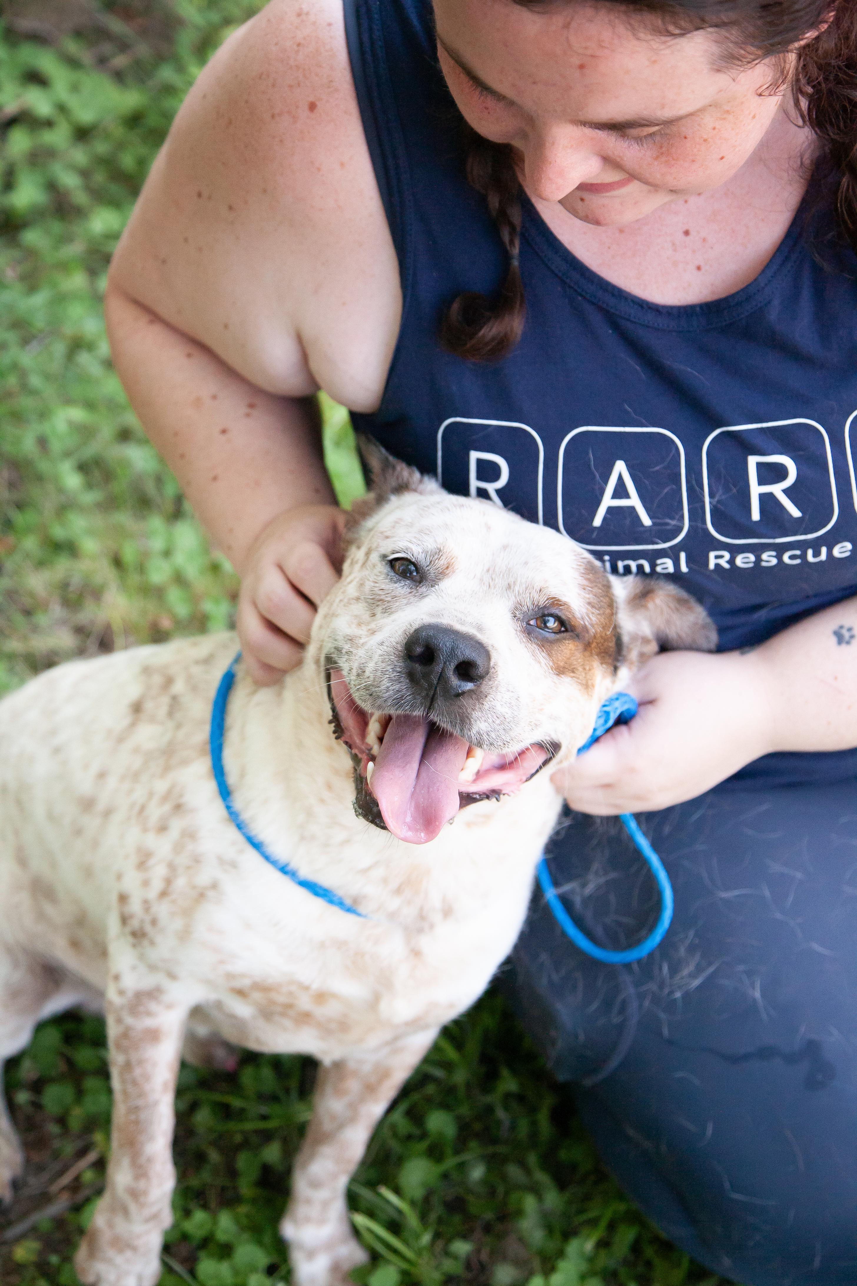 Guppy, Adoptable, Adult Male Australian Cattle Dog / Blue Heeler & American Staffordshire Terrier.