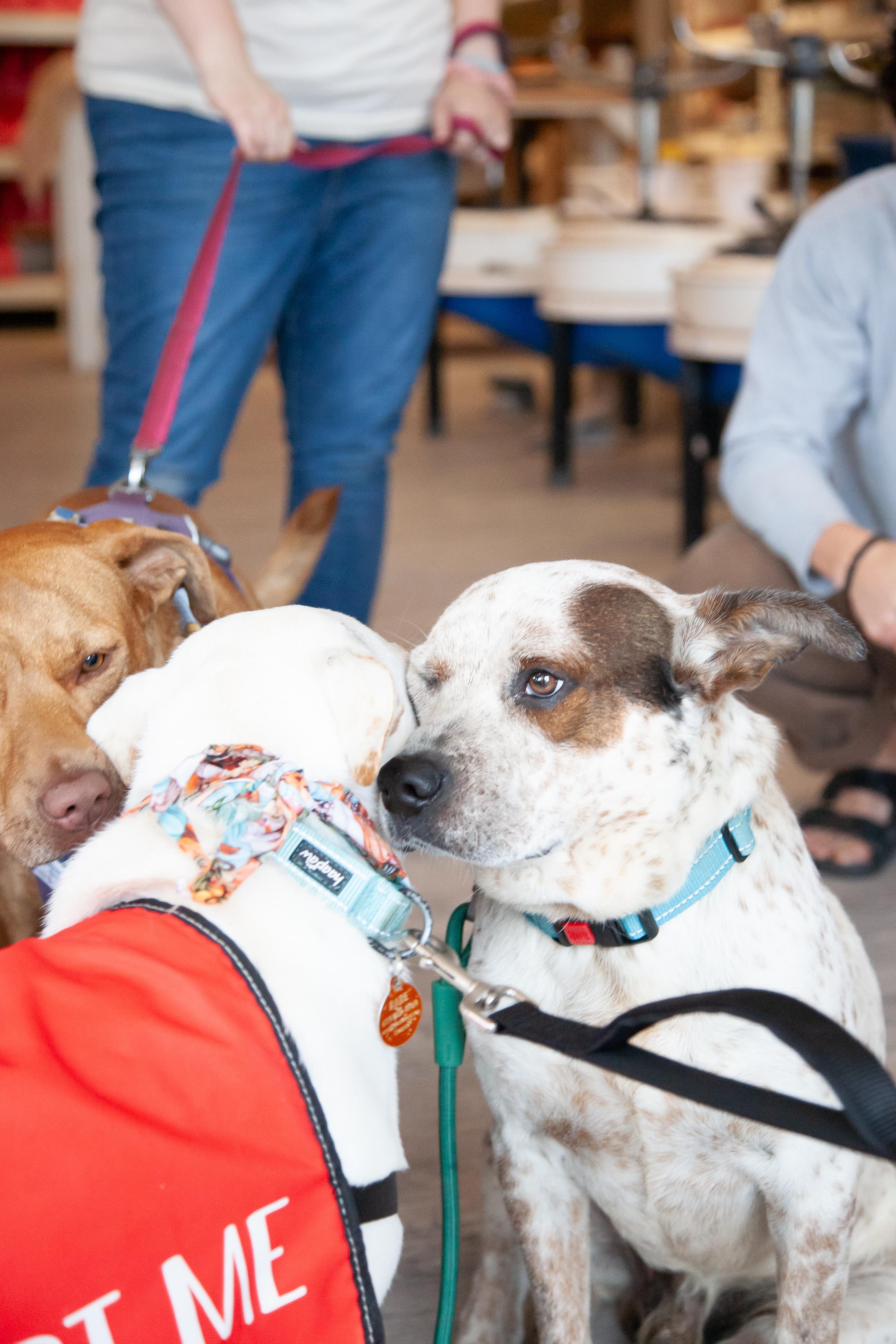 Enlarge Guppy, a Adoptable mixed breed in Franklin, TN image 2/6