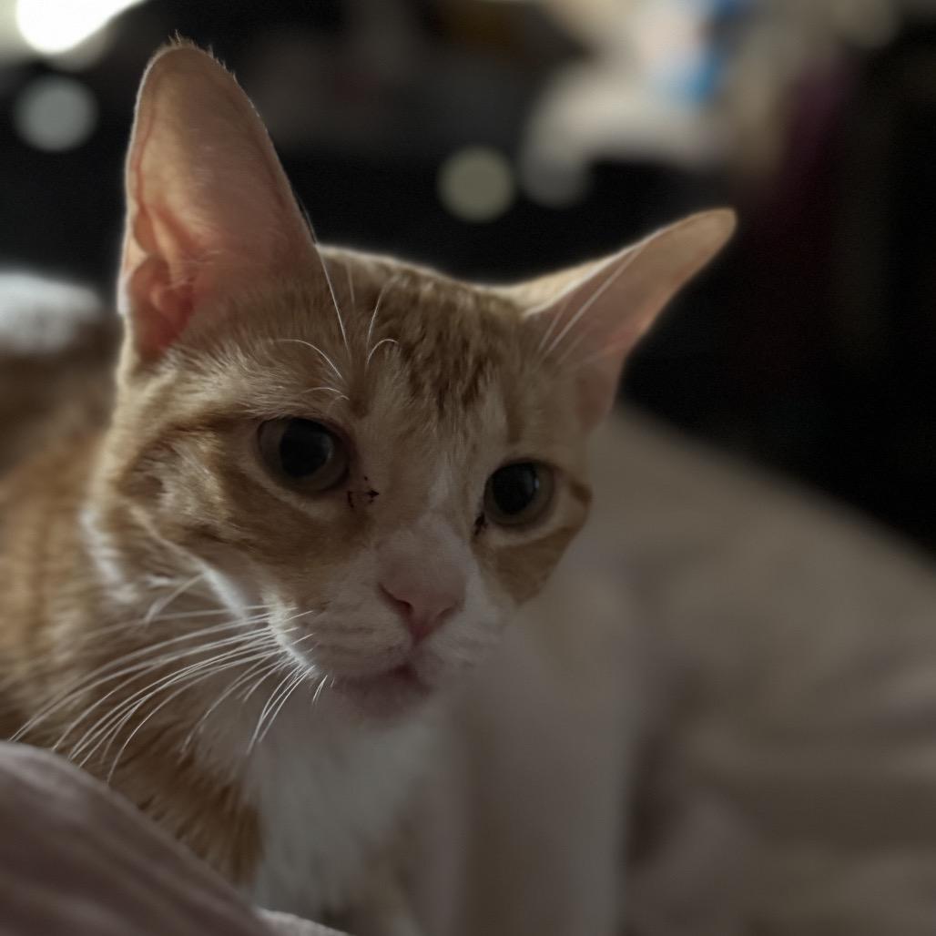 Teiah (Tay-a), Adoptable, Young Female Domestic Short Hair.