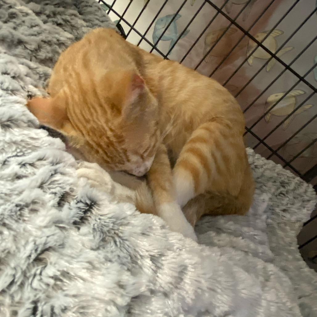 Teiah (Tay-a), a Adoptable Domestic Short Hair in New Orleans, LA image 2/6