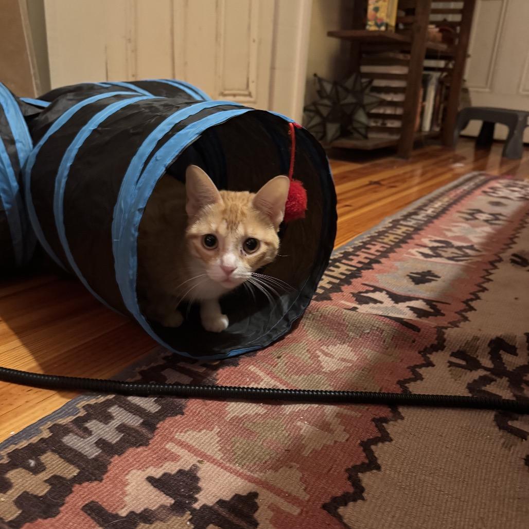 Teiah (Tay-a), a Adoptable Domestic Short Hair in New Orleans, LA image 3/6