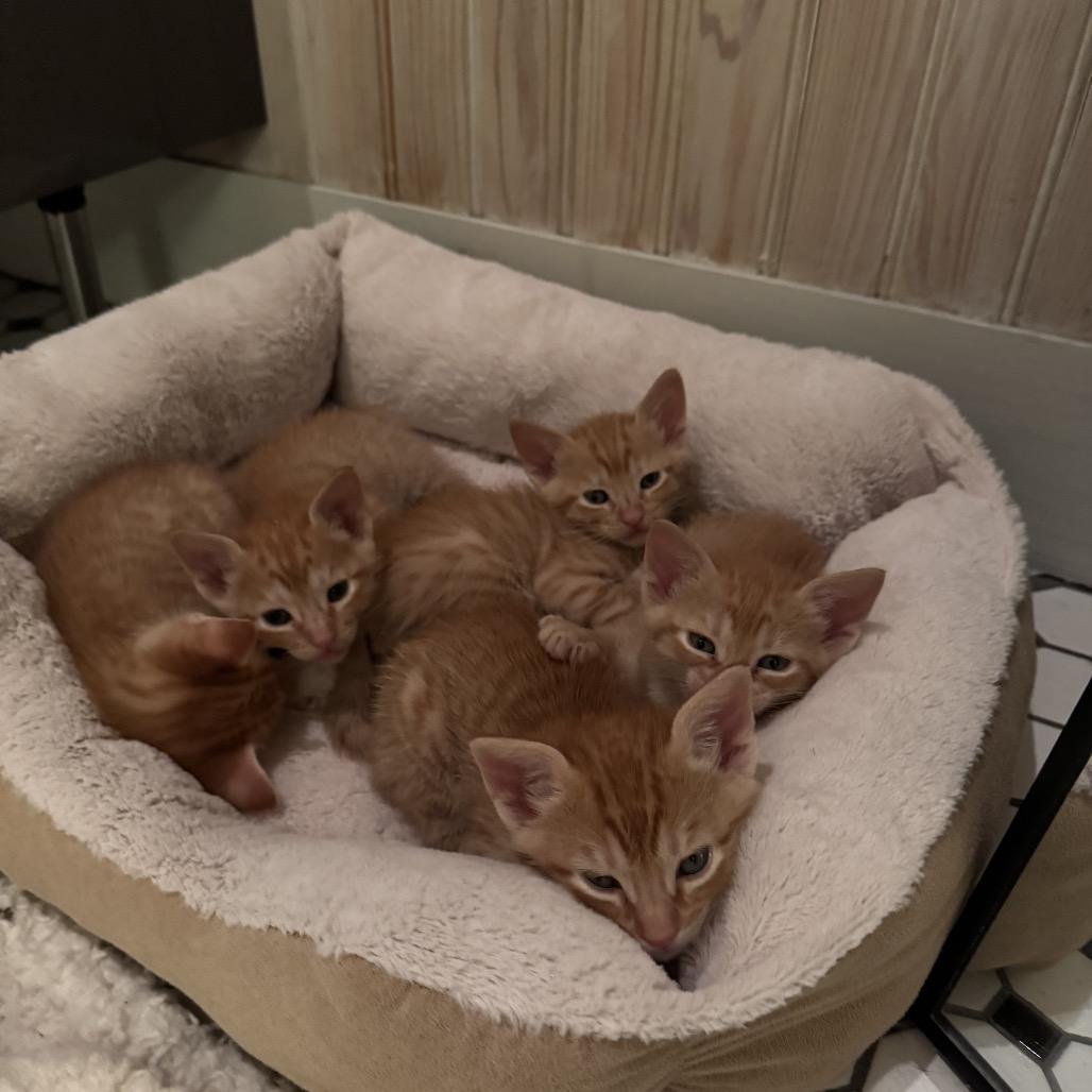 Teiah (Tay-a), a Adoptable Domestic Short Hair in New Orleans, LA image 4/6