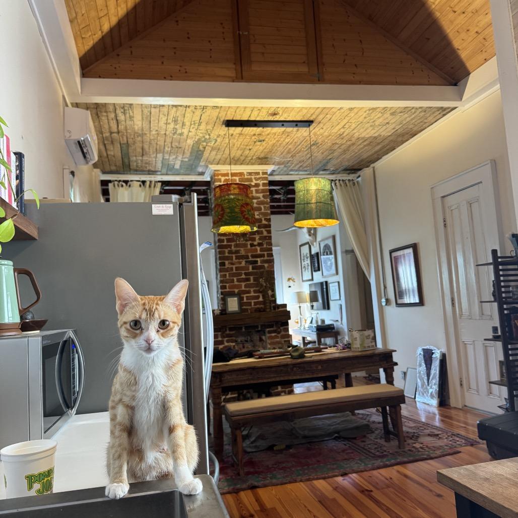 Teiah (Tay-a), a Adoptable Domestic Short Hair in New Orleans, LA image 5/6