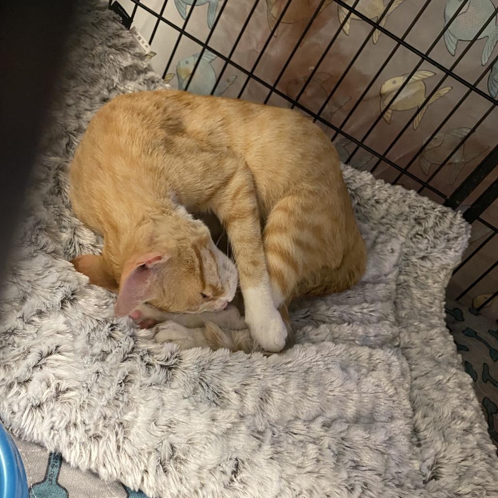 Teiah (Tay-a), a Adoptable Domestic Short Hair in New Orleans, LA image 6/6