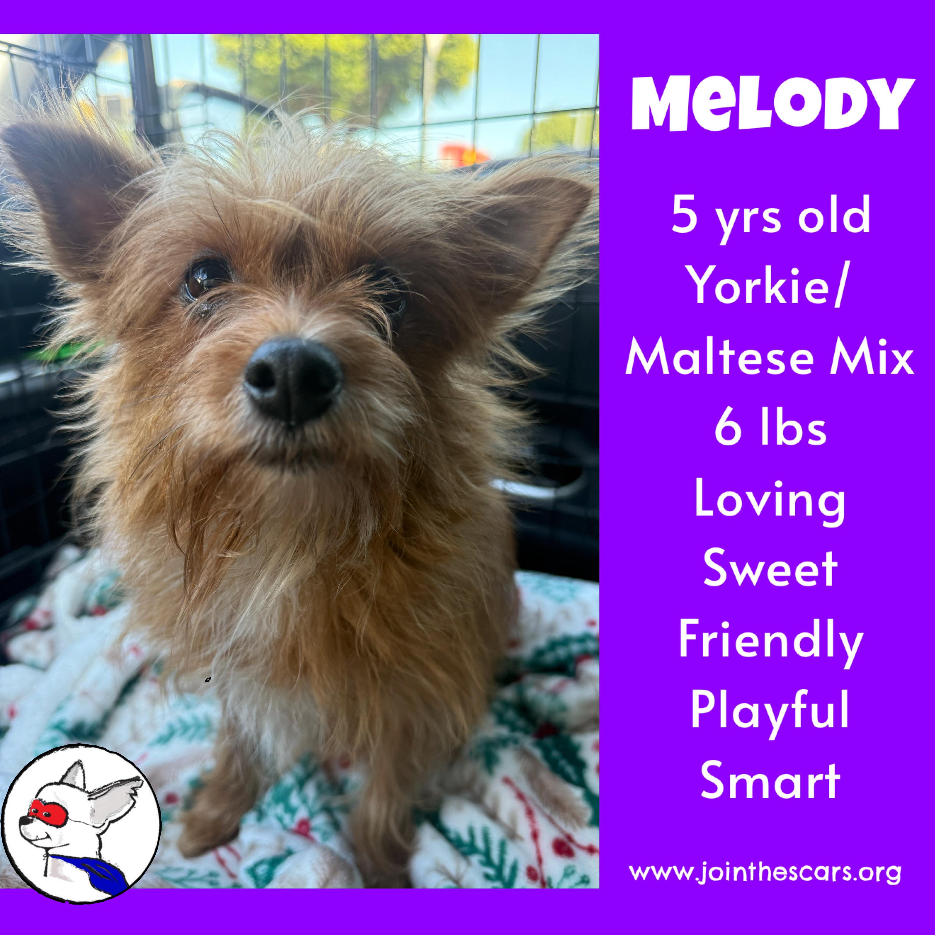 MELODY, Adoptable, Adult Female Yorkshire Terrier & Maltese.