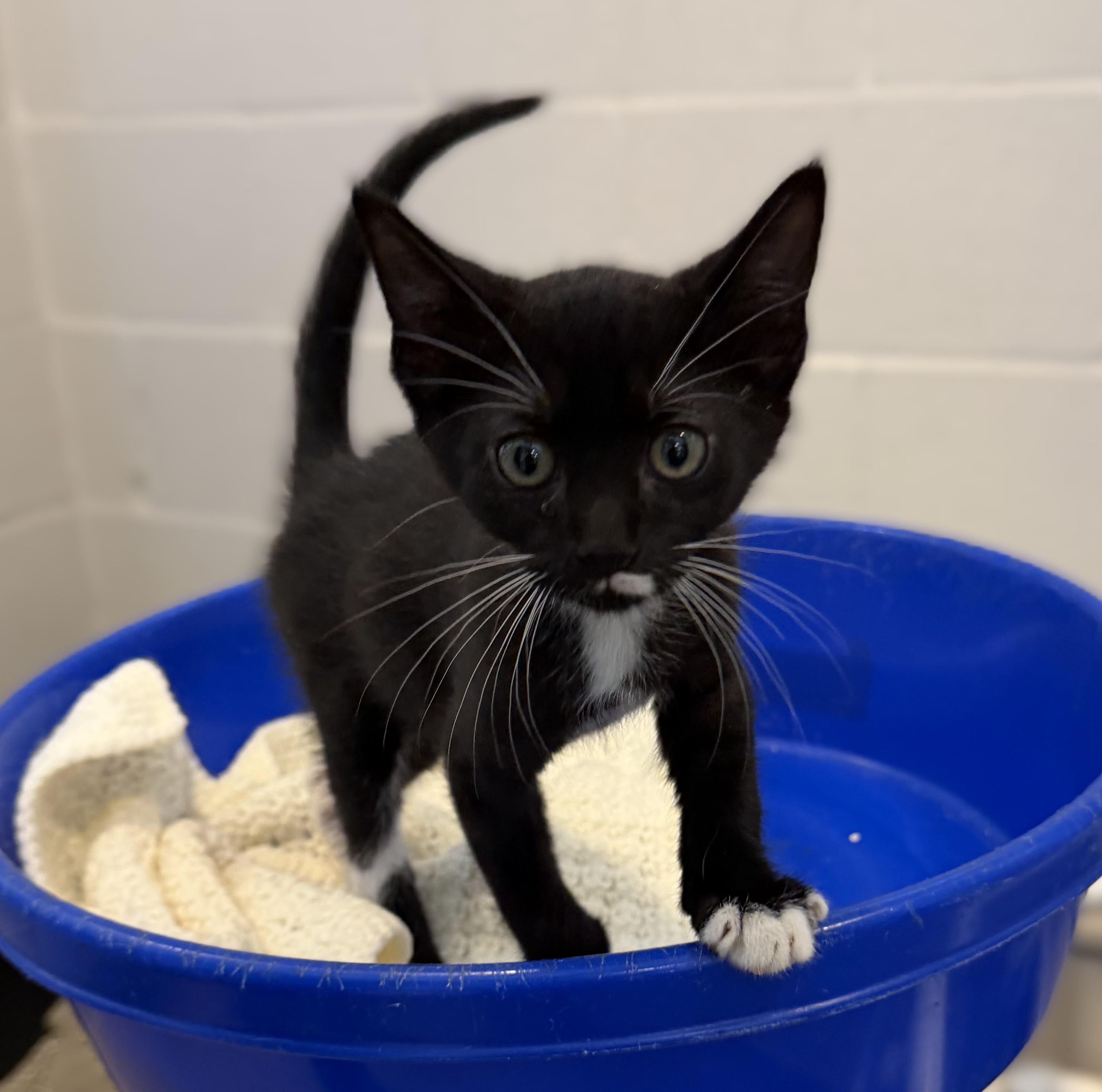 Moe, adopted, Kitten Male Domestic Short Hair.