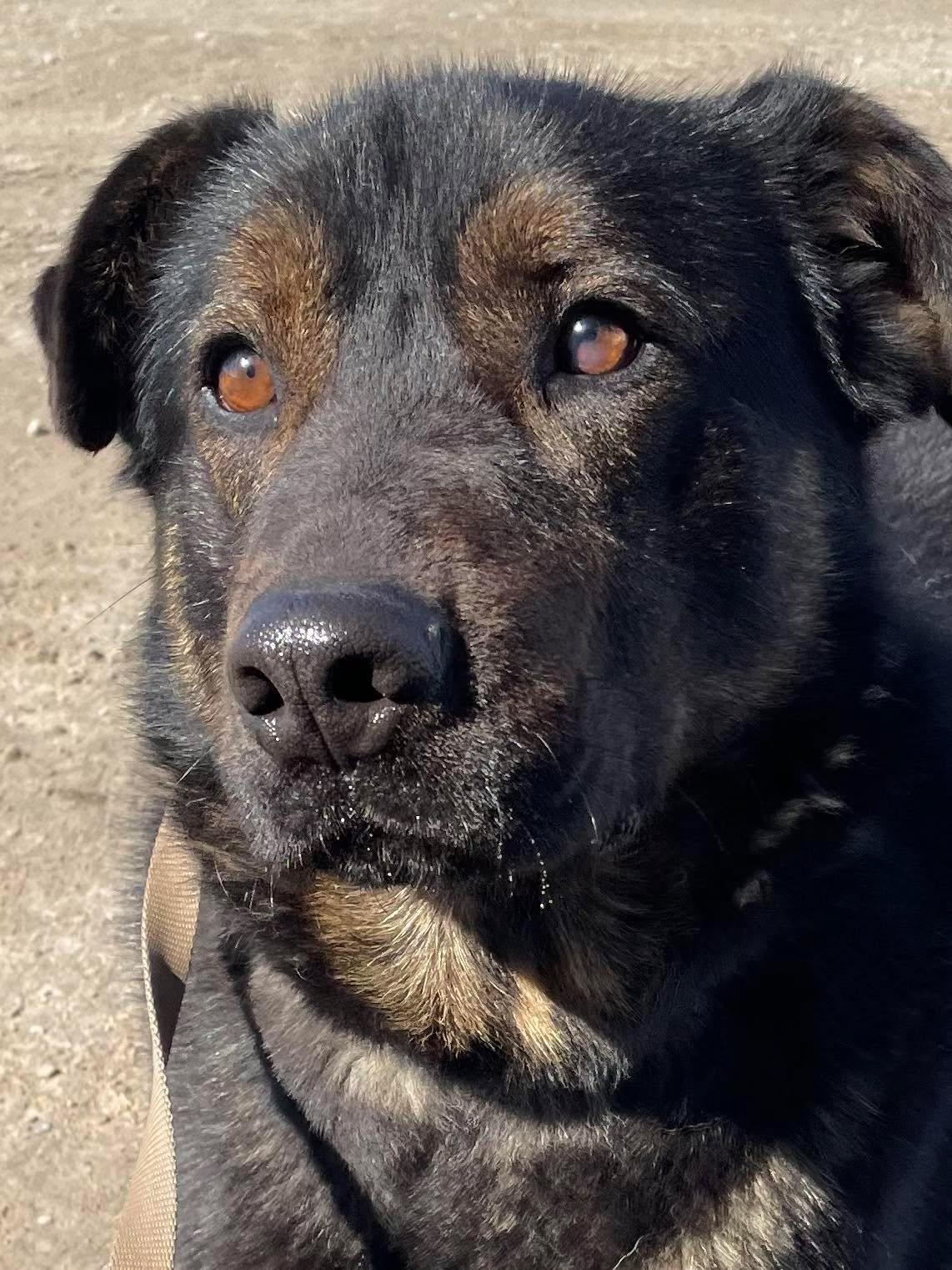 Pedro Pawscal, a Adoptable mixed breed in King City, ON image 1/6