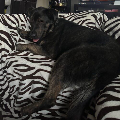 Pedro Pawscal, a Adoptable mixed breed in King City, ON image 2/6