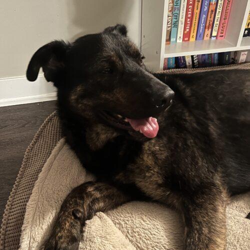 Pedro Pawscal, a Adoptable mixed breed in King City, ON image 3/6