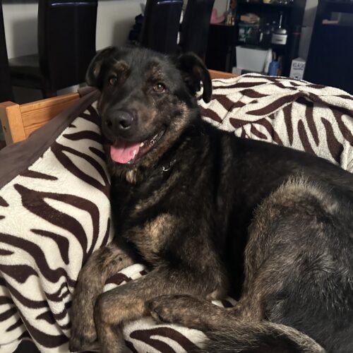 Pedro Pawscal, a Adoptable mixed breed in King City, ON image 4/6