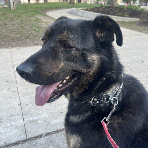 Pedro Pawscal, a Adoptable mixed breed in King City, ON image 5/6
