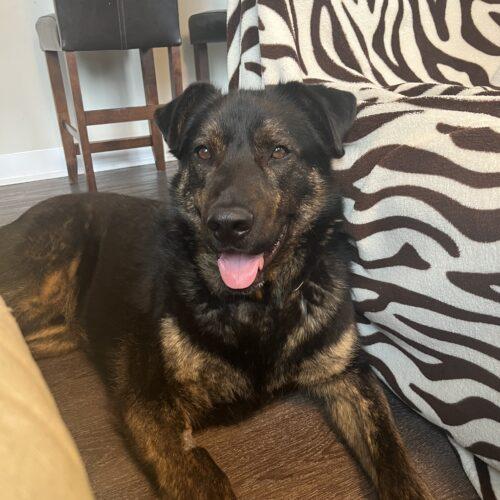 Pedro Pawscal, a Adoptable mixed breed in King City, ON image 6/6