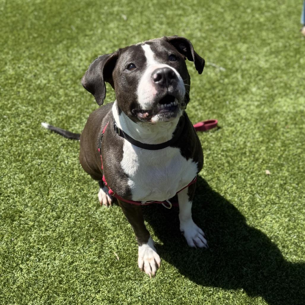 Dr. Zeus, Adoptable, Adult Male Mixed Breed.