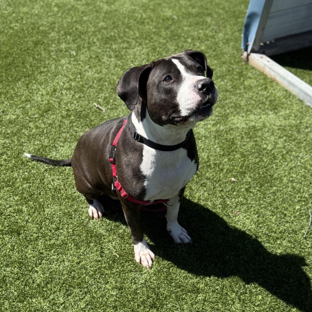 Enlarge Dr. Zeus, a Adoptable Mixed Breed in Pittsburgh, PA image 2/5