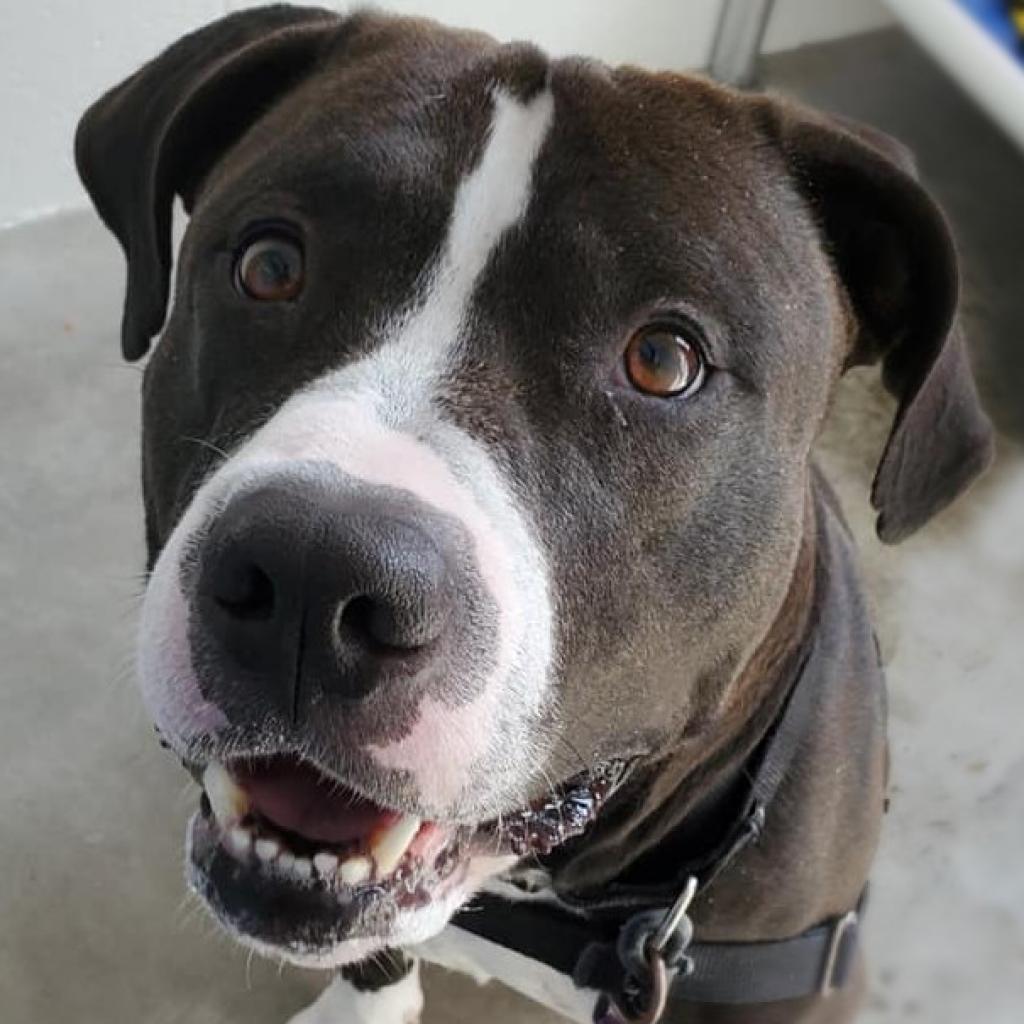 Enlarge Dr. Zeus, a Adoptable Mixed Breed in Pittsburgh, PA image 3/5