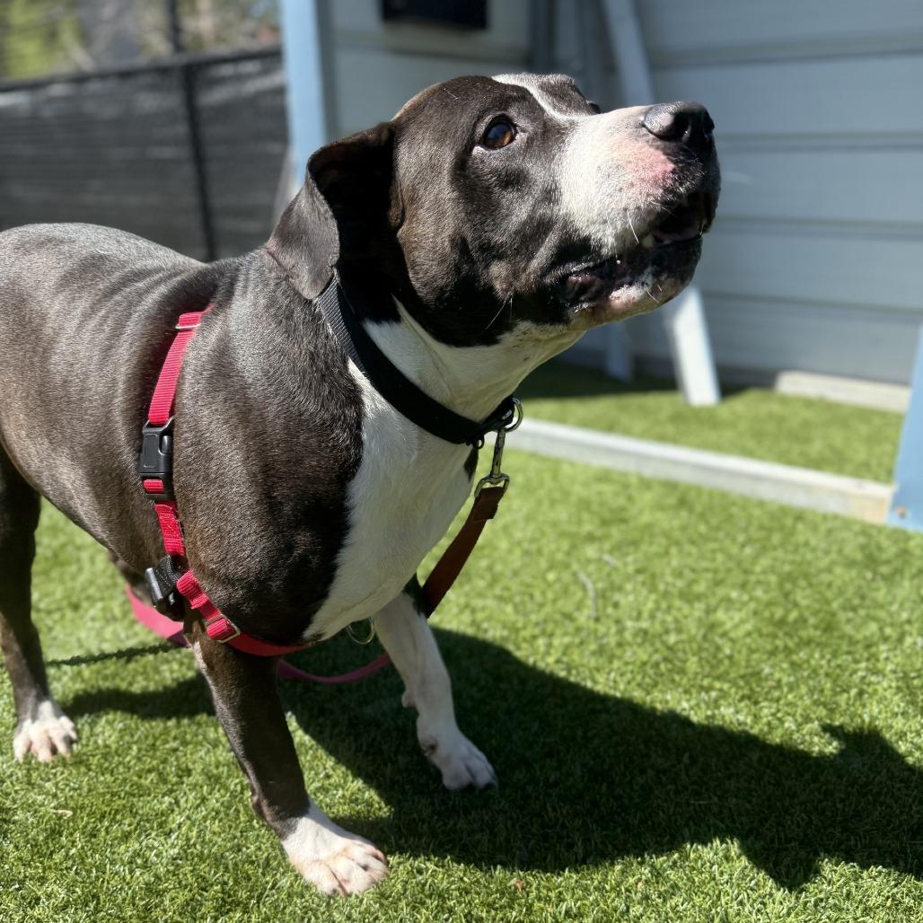 Enlarge Dr. Zeus, a Adoptable Mixed Breed in Pittsburgh, PA image 4/5