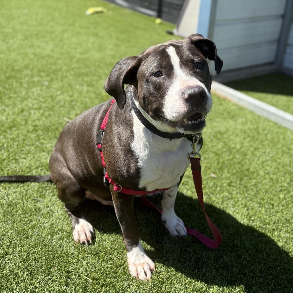 Enlarge Dr. Zeus, a Adoptable Mixed Breed in Pittsburgh, PA image 5/5