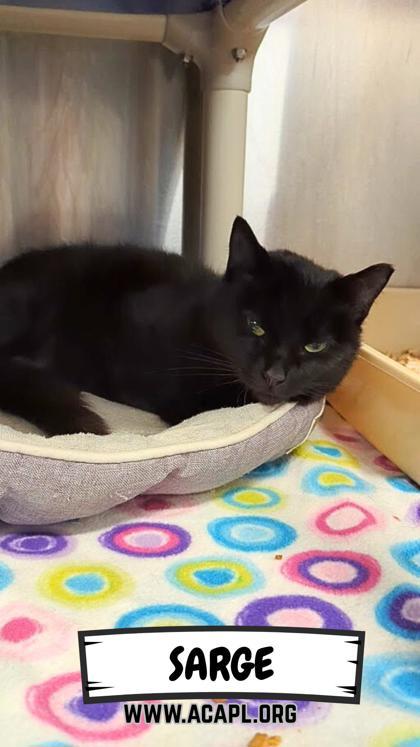 Enlarge Sarge, a Adoptable Domestic Short Hair in Ashtabula, OH image 1/1