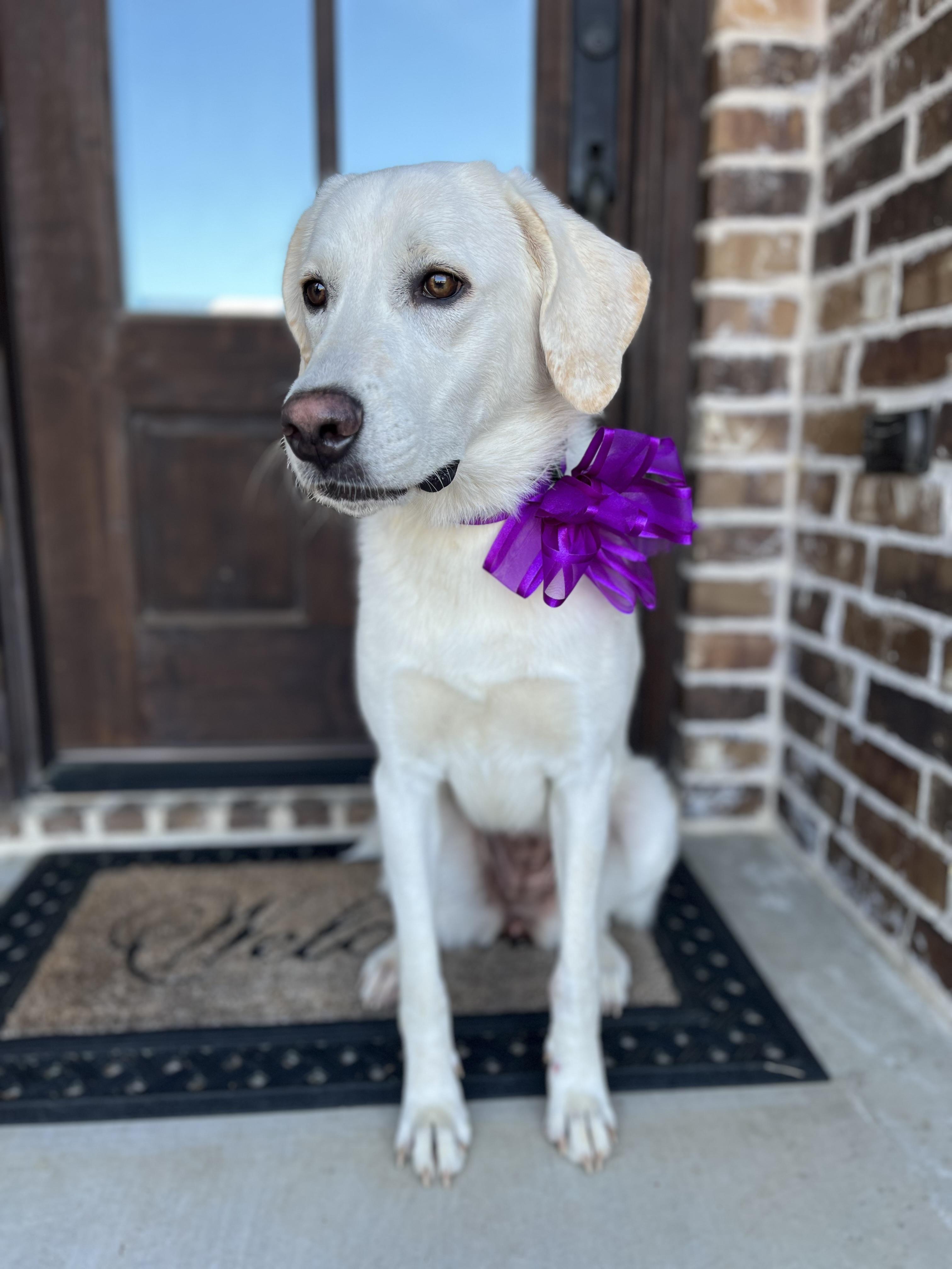 Maddy, an adopted mixed breed in Mendham, NJ image 6/6