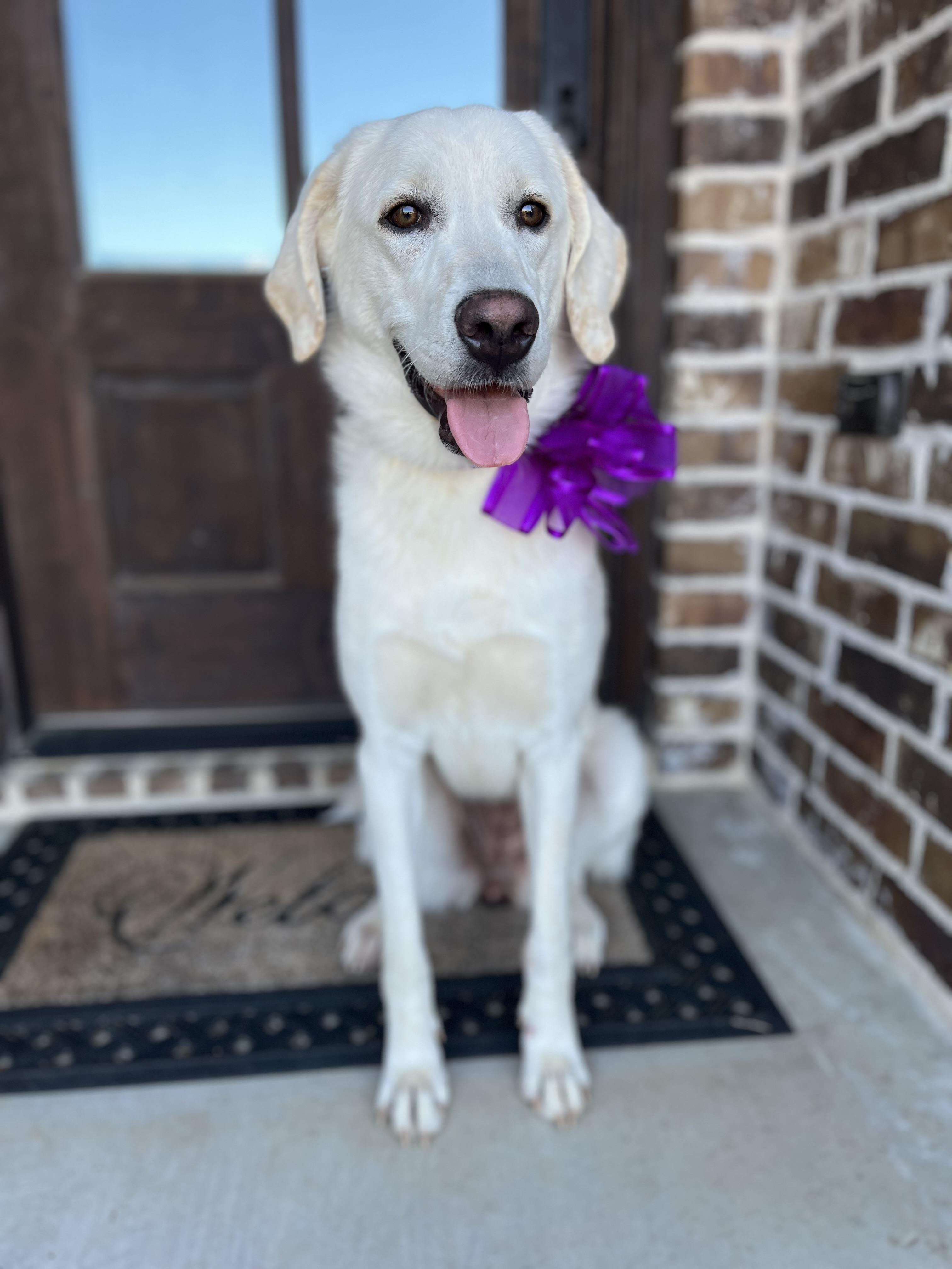 Maddy, adopted, Adult Female Labrador Retriever & Great Pyrenees.