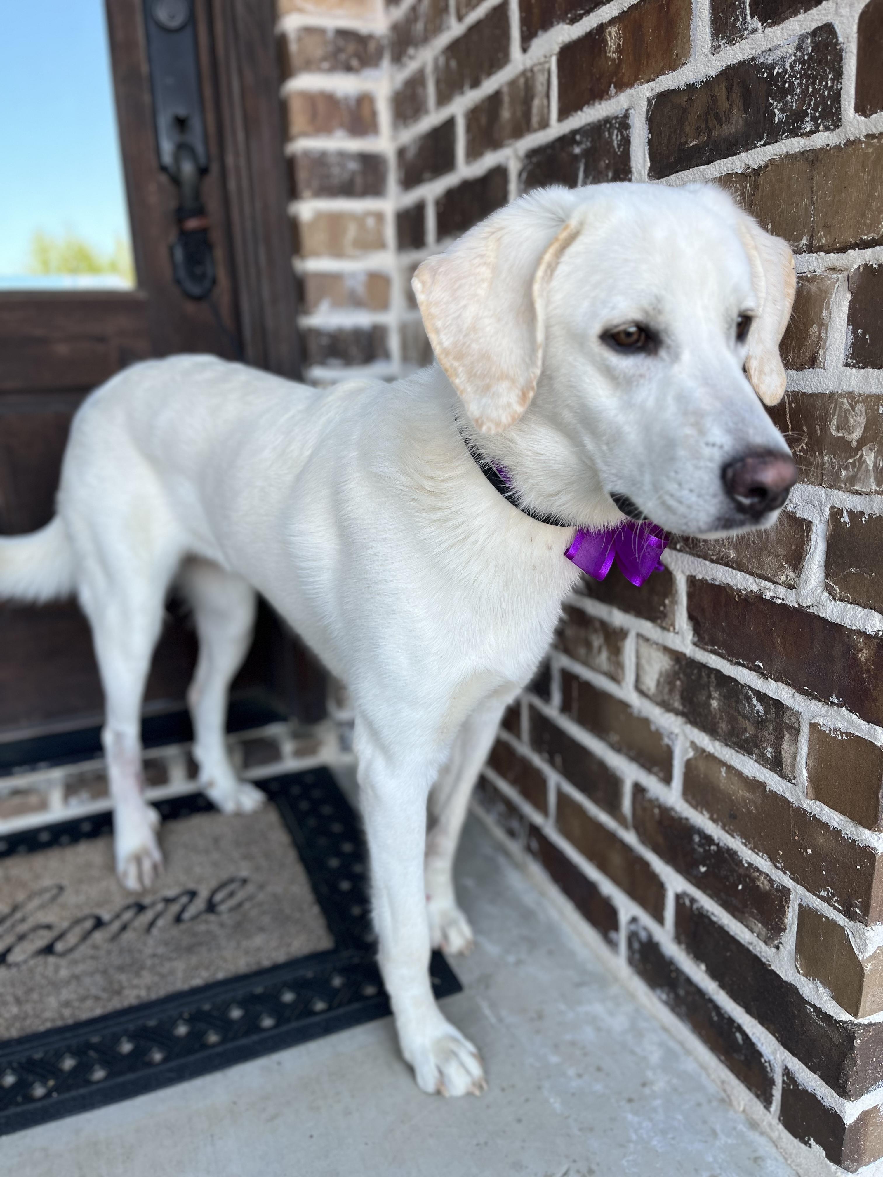 Maddy, an adopted mixed breed in Mendham, NJ image 4/6