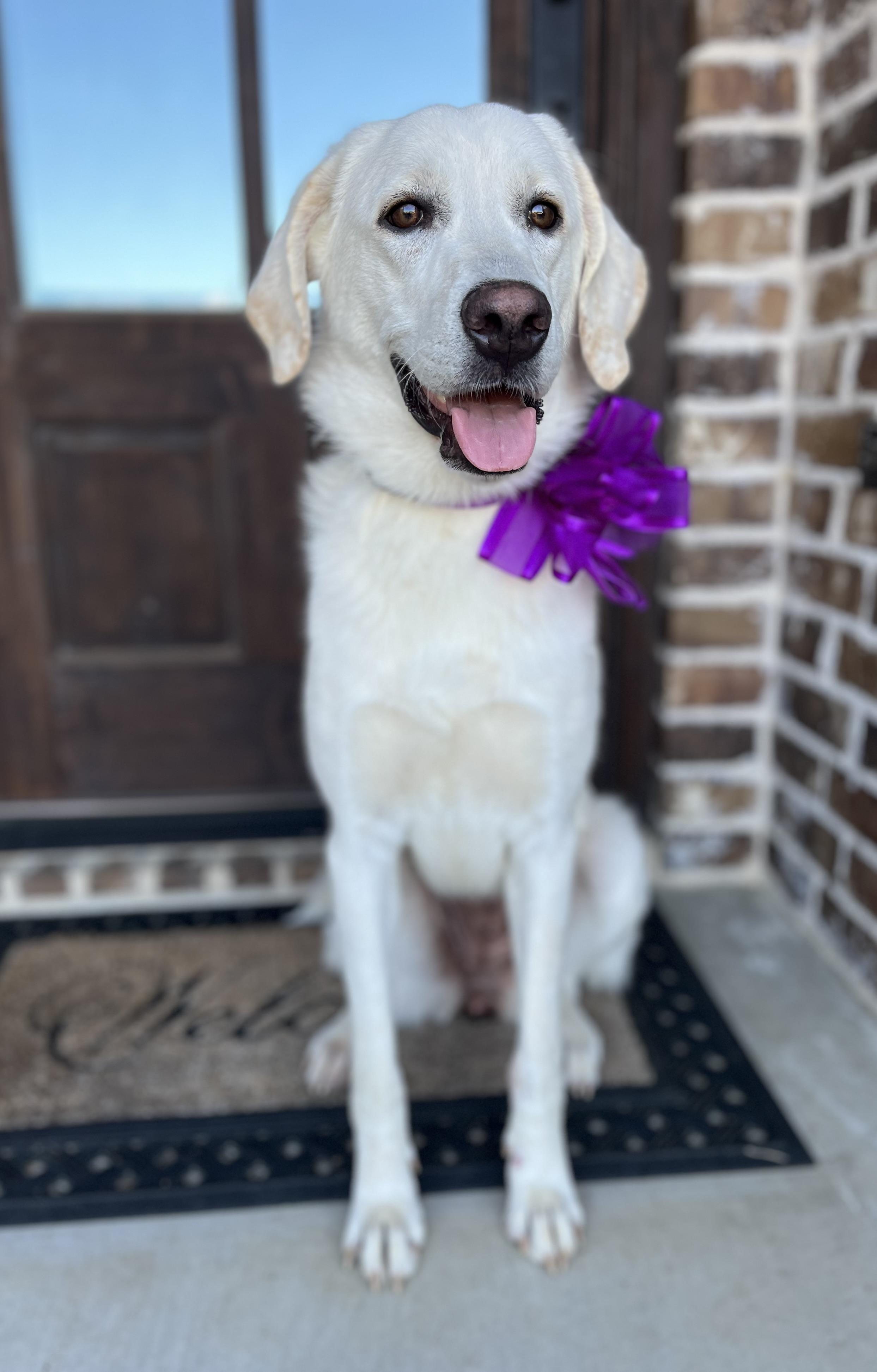 Maddy, an adopted mixed breed in Mendham, NJ image 2/6