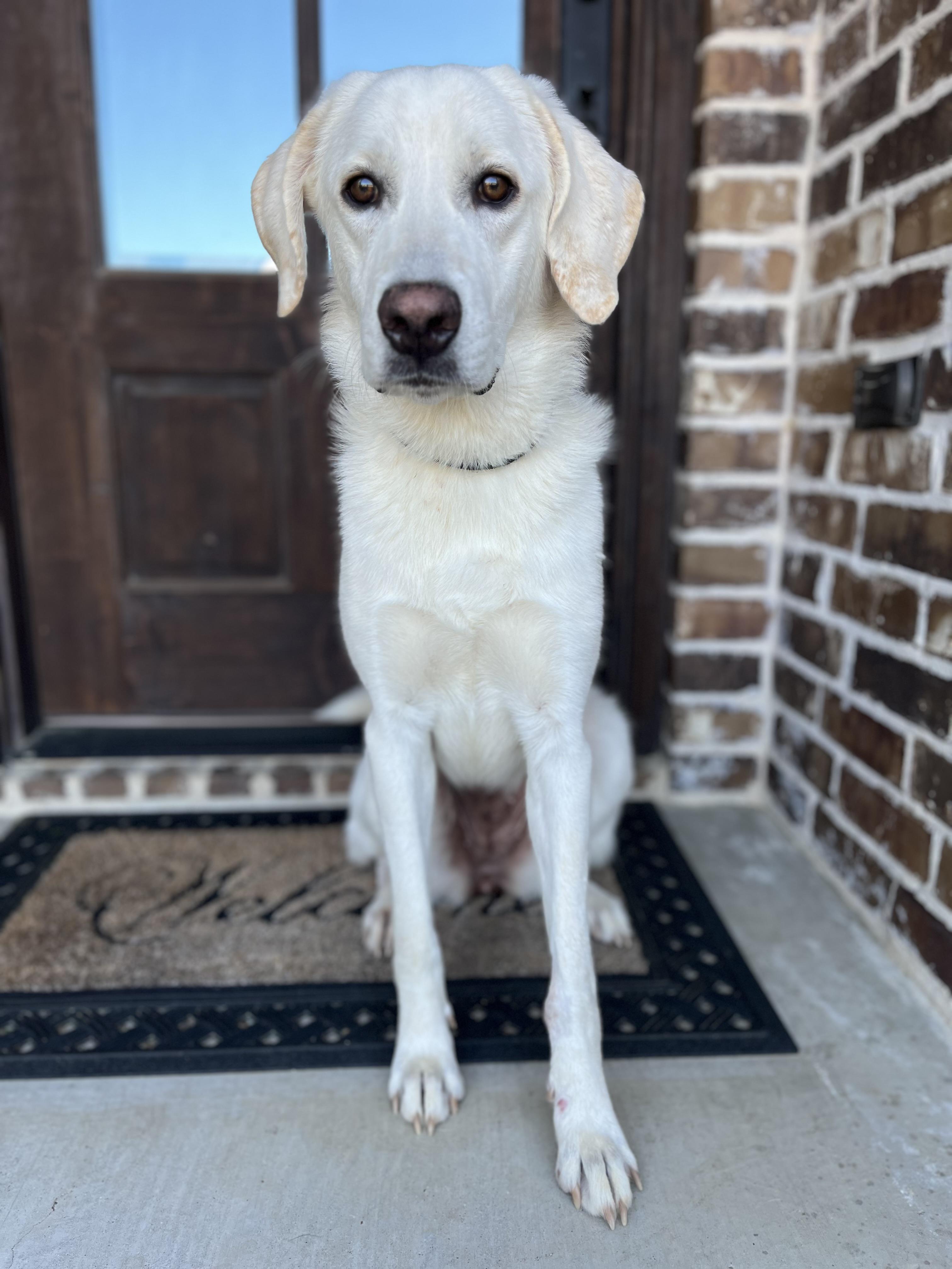 Maddy, an adopted mixed breed in Mendham, NJ image 3/6