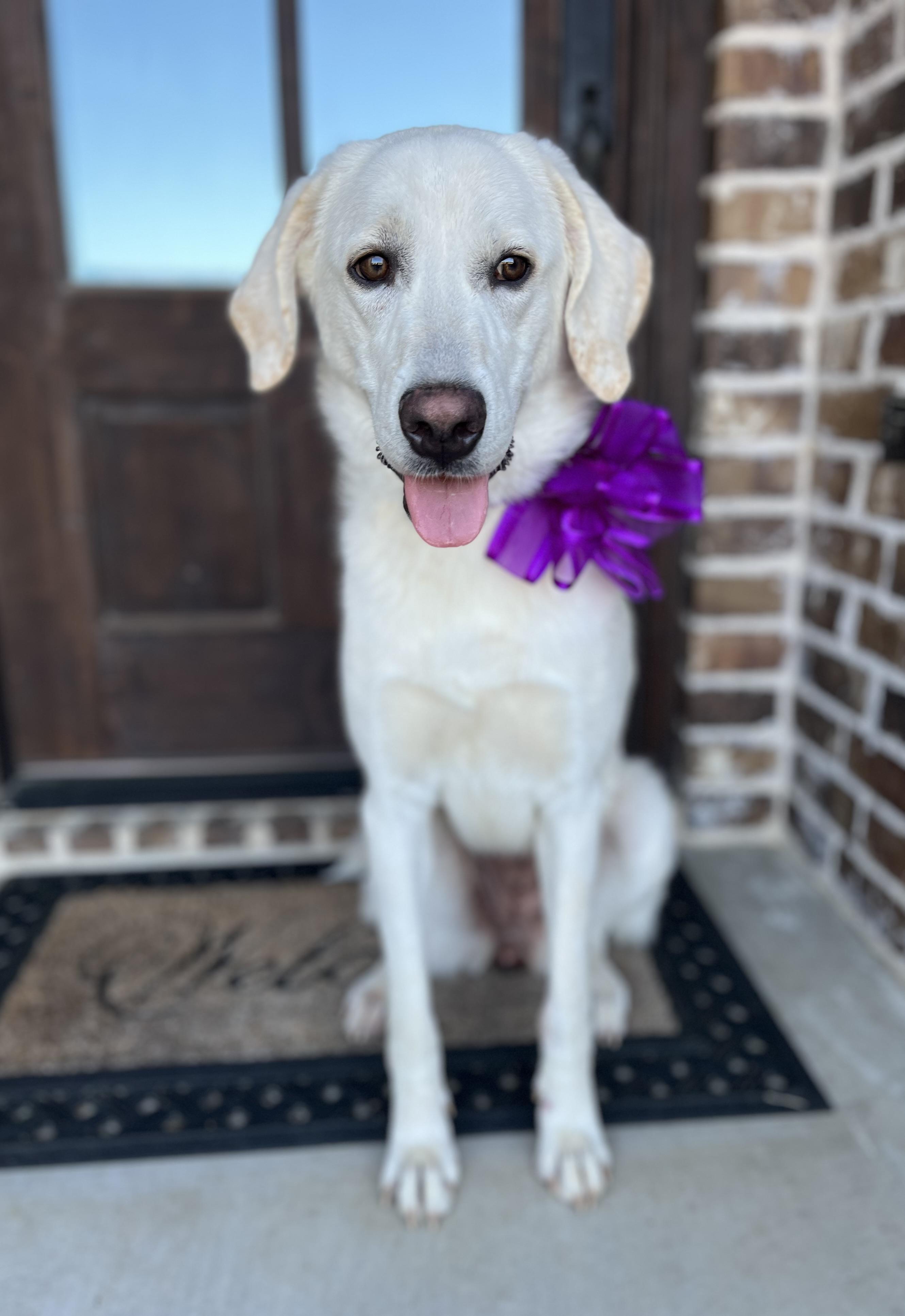 Maddy, an adopted mixed breed in Mendham, NJ image 5/6